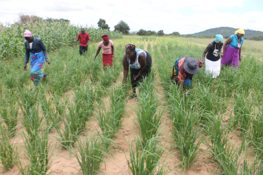 Farmers in Chivi, Zimbabwe need your help!